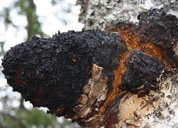 Φυσικό 10% ~ 50% Πολυσακχαρίδια Εκχύλισμα Chaga Εκχύλισμα σκόνης CAS 84650-60-9