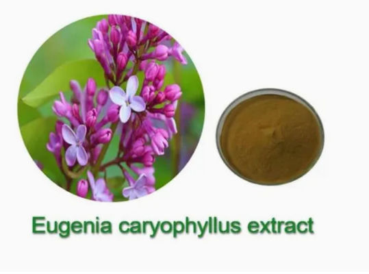 Εκχύλισμα Eugenia Caryophyllus CAS NO 84961-50-2 Προϊόντα διατροφικής υγείας