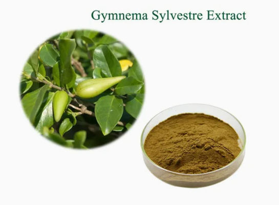 Εκχύλισμα φυτού Gymnema Sylvestre Extract CAS NO 90045-47-9 Εκχύλισμα ρίζας ή βοτάνων σε σκόνη