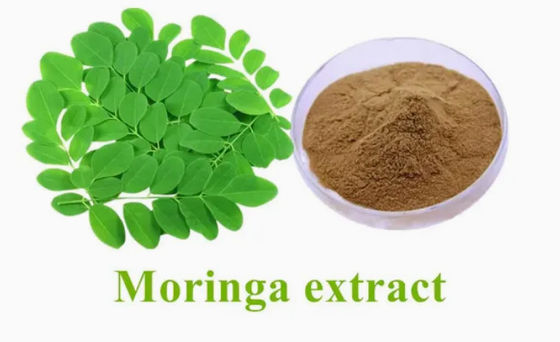 Φυσικό φυτικό εκχύλισμα Moringa 10/1 CAS NO 93165-54-9 Moringa Oleifera Powder